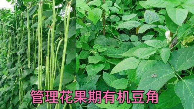 豆角花果期掐一下,喷点东西,豆角没病害产量高口感好