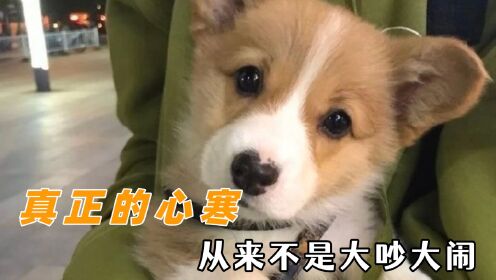 原来真正的心寒不是大吵大闹,头一次在动物的脸上看到了无语_高清1080P在线观看平台_腾讯视频