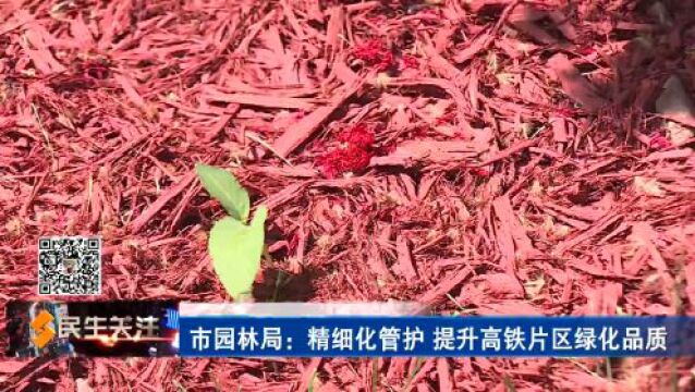 市园林局:精细化管护 提升高铁片区绿化品质