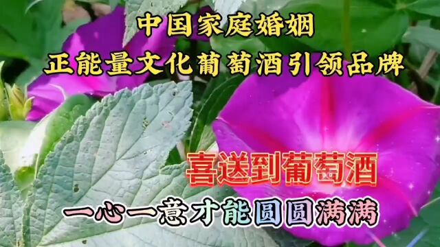 牵牛花盛开美景欣赏,鲜花颜色好看,漂亮动人,大自然回赠礼物美