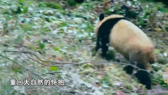 这个名叫小相岭的山脉,是大熊猫小种群的核心分布区和关键走廊带