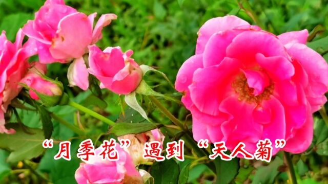 当“月季花”遇到“天人菊”让你体会一把“争芳斗艳” #月季 #最美月季花 #赏花听歌 #一花一草一世界 #好看的花一定要分享给你