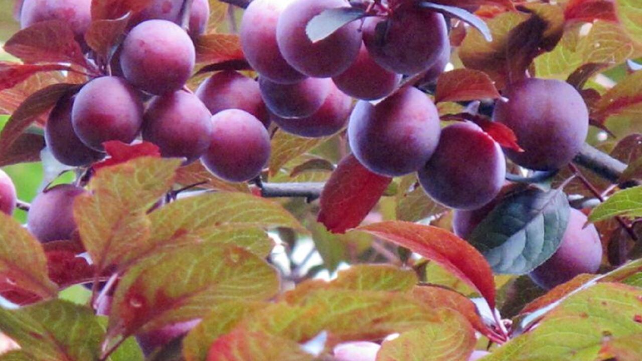 路边的红叶李又熟了,常有人爬树采摘来吃,为何专家却说不能吃?