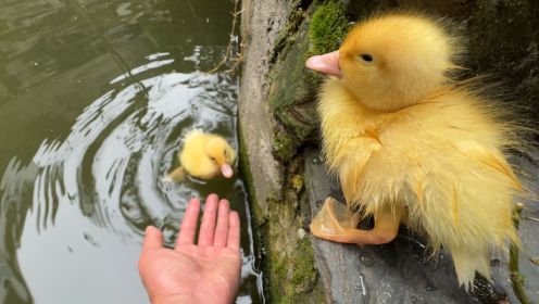 小鸭子刚出壳就去池塘游泳，幸好及时发现