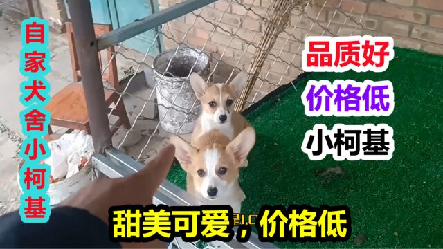 阿杜自家犬舍小柯基甜美可爱,品相一一解说,从不弄虚作假!