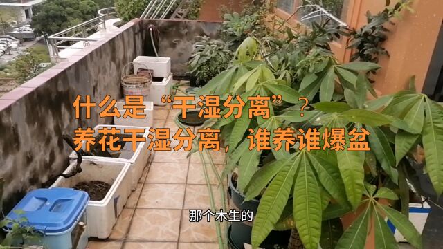 什么是“干湿分离”?养花也能干湿分离,好处很多记得收藏