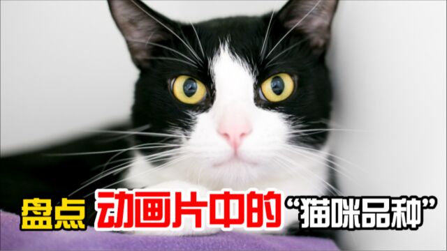 当动漫猫走进现实,你认识几个?