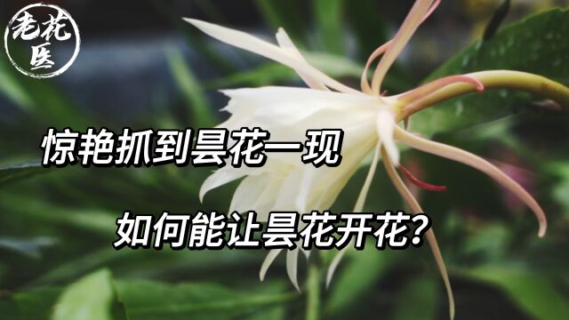 惊艳抓到昙花一现,如何能让昙花开花?