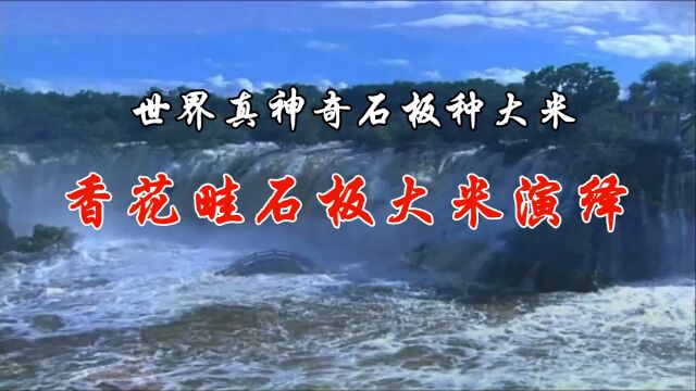 世界真神奇石板种大米 河北香花畦石板大米演绎