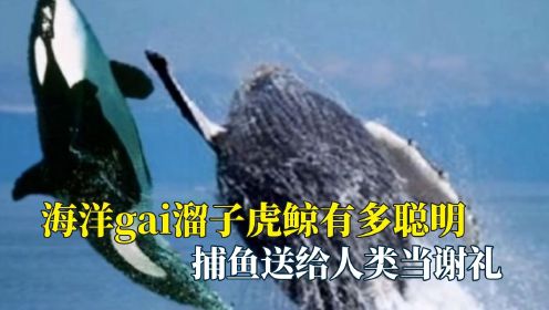 海洋gai溜子虎鲸有多聪明，被困求助人类，主动捕鱼作为谢礼