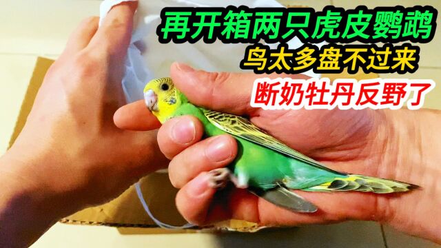 再开箱两只虎皮鹦鹉,鸟太多盘不过来了,两只断奶牡丹开始反野了