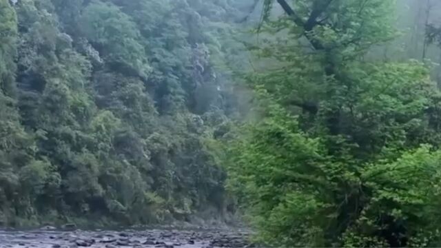 贵州成功申遗5年,梵净山生态日益向好