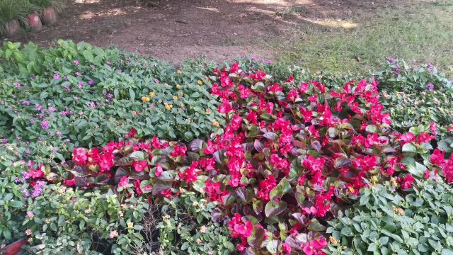 雨花石(南京大学鼓楼校区版)