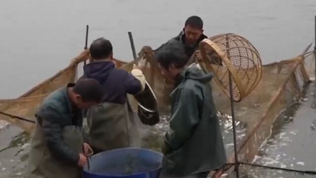 我国已初步建立水产种业体系,多举措加强水生生物资源保护