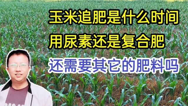 玉米追肥是什么时间?用尿素还是复合肥?还需要其它的肥料吗?