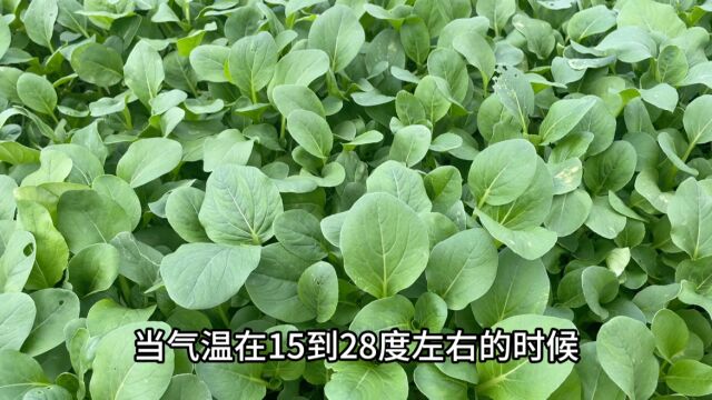 家庭种植苏州青2天出苗20多天采收,种菜新手也可以,长势快又好