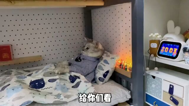 论一只懒猫的自我修养…