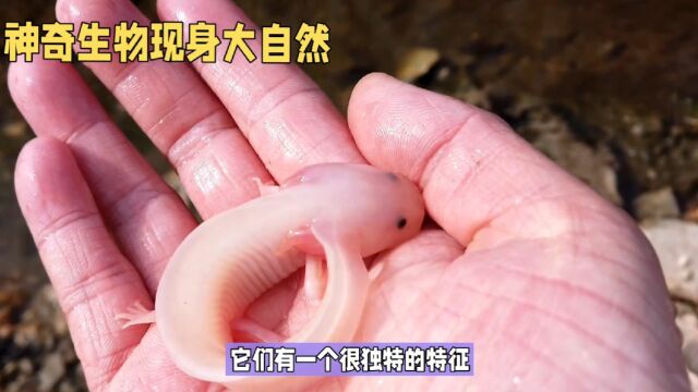 神奇生物七鳃鳗