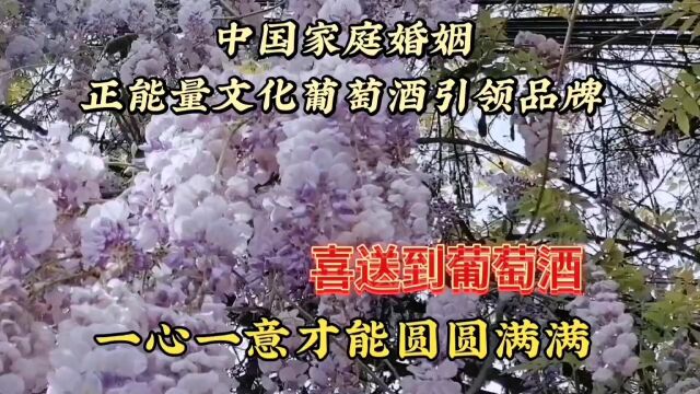 紫藤花美景欣赏,紫色鲜花高贵迷人,百花齐放真好看,美不胜收了