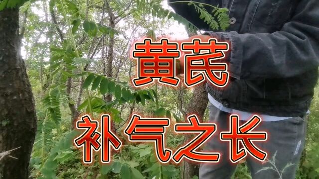 黄芪被誉为补气之长