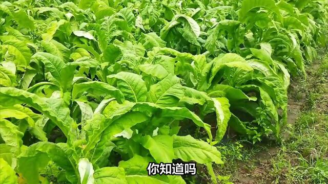 多地烟草局出台惊人规定,禁止直系三代亲属从事烟草行业!