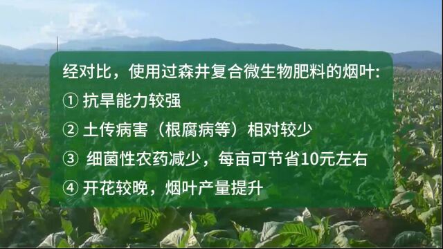 经对比,使用过森井复合微生物肥料的烟叶:1.抗旱能力较强、2.土传病害(根腐病等)相对较少、3.细菌性农药减少、4.开花晚,烟叶产量提升!