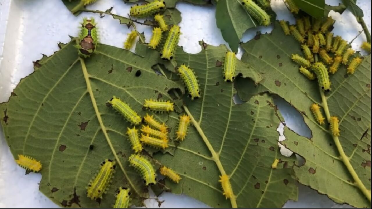 这种虫子我们叫它糖宝,用这种野菜可以快速止痛,来欣赏了解下