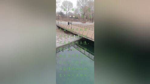 凤   凰   涅   槃
             □  雪   莹

羌笛飒飒情销瘦，
壮志悲沉刻骨愁。
且看商参风采透，
曾经武曲雨痕留。
梅花笑纳寒霜锁