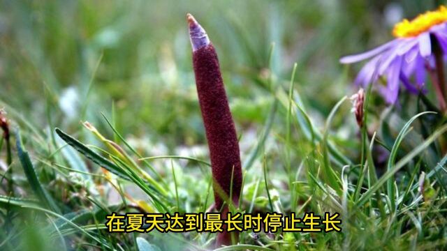 冬虫夏草是虫还是草?