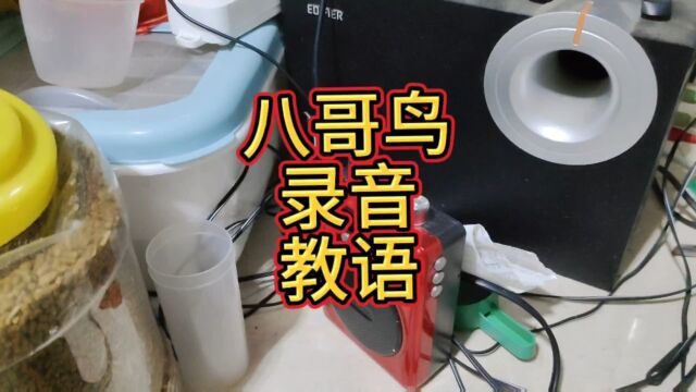 八哥鸟前面的词学的差不多了,今天要录新词进去了#八哥鸟 #会说话的鸟 #八哥学语