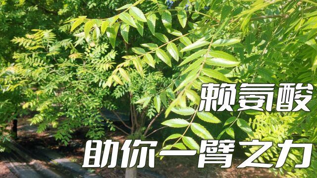 健康必读:文冠果中的赖氨酸如何助你一臂之力?