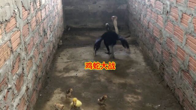 眼镜蛇靠近又鸟才发现是只鸡,鸡蛇大战一触即发