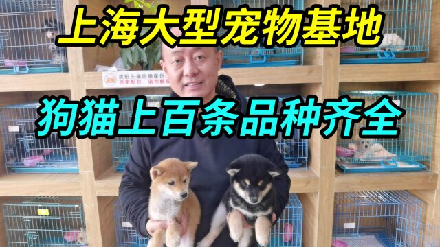 上海市区有个大型宠物基地,狗猫上百条品种齐全