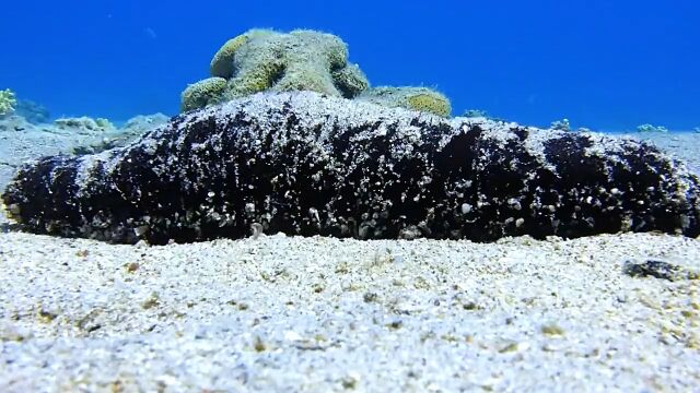 海参是很简单的生物,但它们的再生能力很神奇