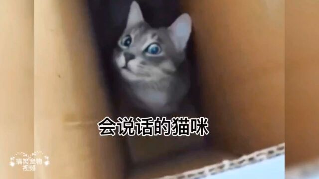 盘点那些会说话的猫咪