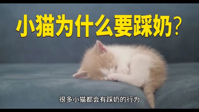 小猫为什么要踩奶?