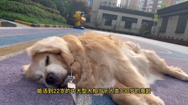 与人的年龄如何换算?不同犬种有着不同的计算方式年龄对照表