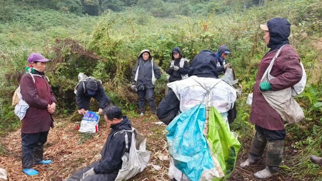 记录深山找竹笋艰苦真实点滴,加油山里人,起早贪黑又能挣多少呢