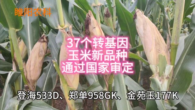 37个转基因玉米品种,通过国家初审,看看都是哪些品种