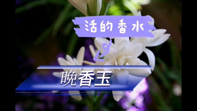 “活的香水”——晚香玉