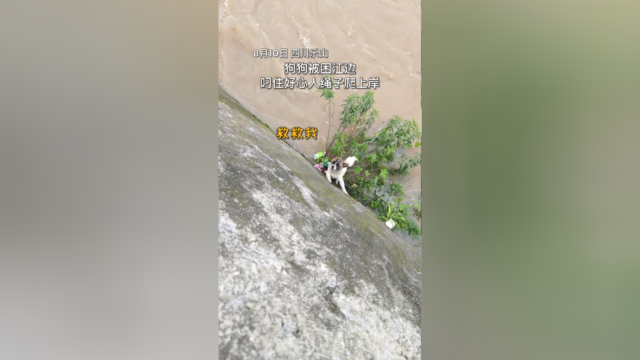 狗狗被困江边,叼住好心人绳子爬上岸!聪明的狗狗