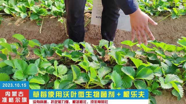 微生物菌剂2023.10.15内蒙古准格尔旗草莓用夫沃施沃叶微生物菌剂+根乐夫,没病害,抗逆能力强,根茎粗壮,须非常的壮