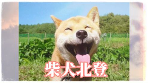 盘点去世的网红萌宠《柴犬北登篇》，一个用微笑治愈所有人的柴犬。