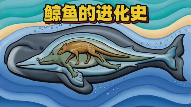 鲸鱼演化史:从陆地生物变成海洋巨兽