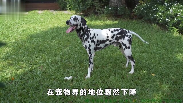 曾备受追捧的“斑点狗”,为何会成为禁养犬?看完你还敢养吗?斑点狗大麦町斑点狗 1