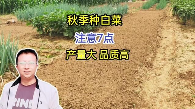 秋季种白菜,注意7点,产量大、品质好