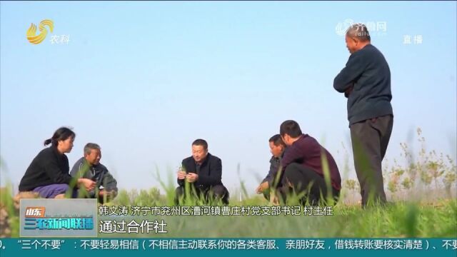 兖州曹庄村:因地制宜发展,成立集体经济合作社,村民致富增收