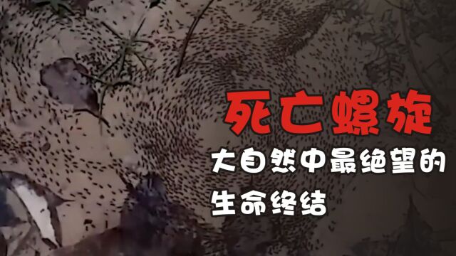 令人绝望的死亡螺旋,蚂蚁死亡螺旋.#死亡螺旋 #蚂蚁 #科普 #科普一下