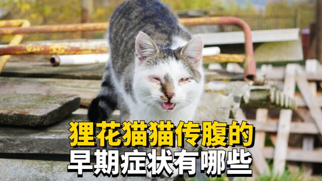 狸花猫患上猫传腹的征兆有哪些?看看你家猫中招没?