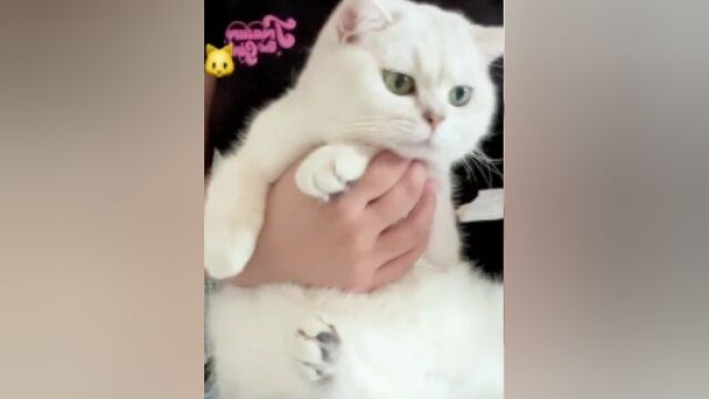 快来参加猫条接力